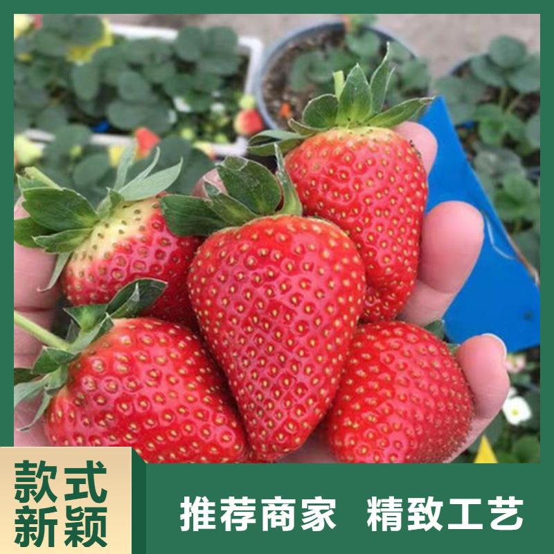 草莓苗无花果苗诚信商家