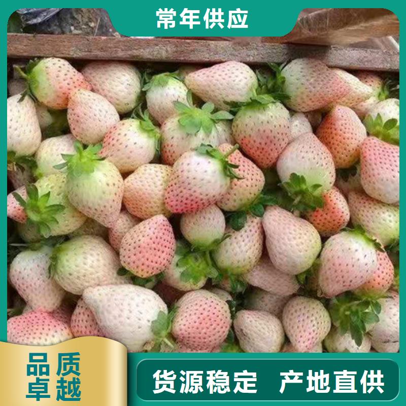 草莓苗早酥红梨品质值得信赖