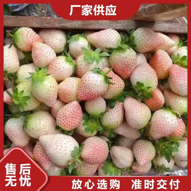 草莓苗-【花椒苗】应用广泛