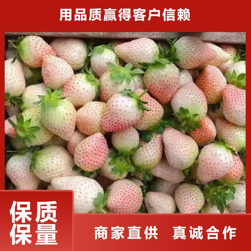 草莓苗好产品价格低