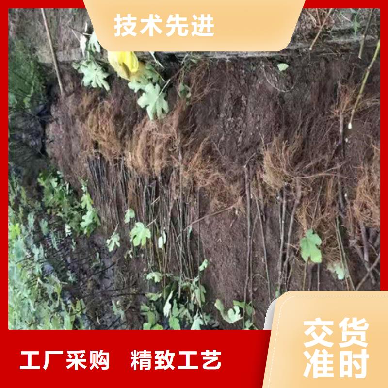 无花果1公分杏树苗来图定制