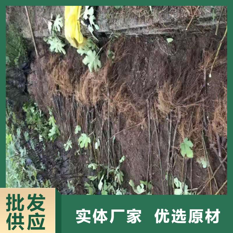 【无花果】桃树苗现货交易