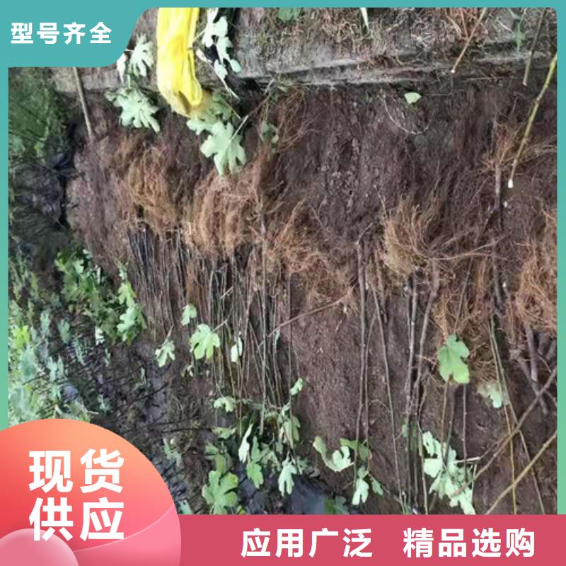 无花果葡萄苗物流配货上门