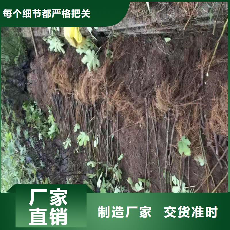 无花果樱桃树苗产地厂家直销