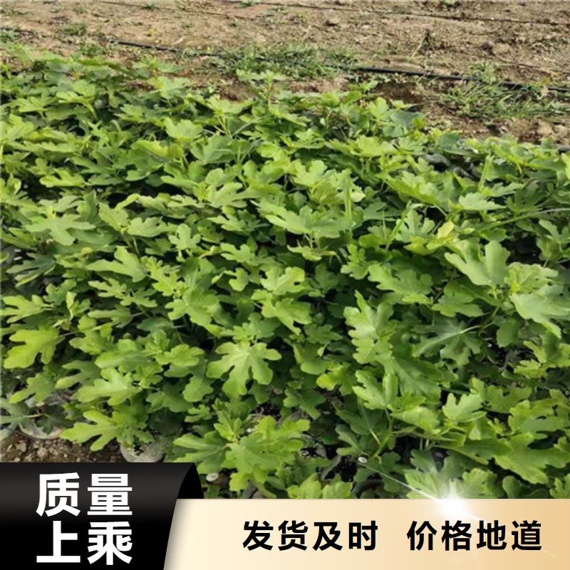 无花果香椿树苗厂家货源