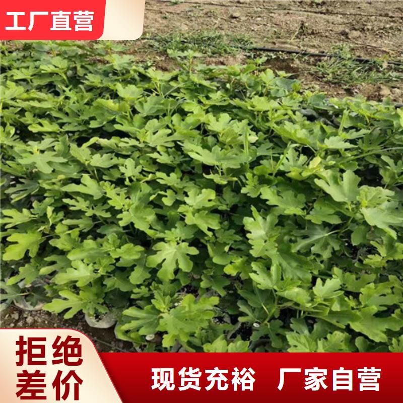 无花果梨树苗匠心工艺