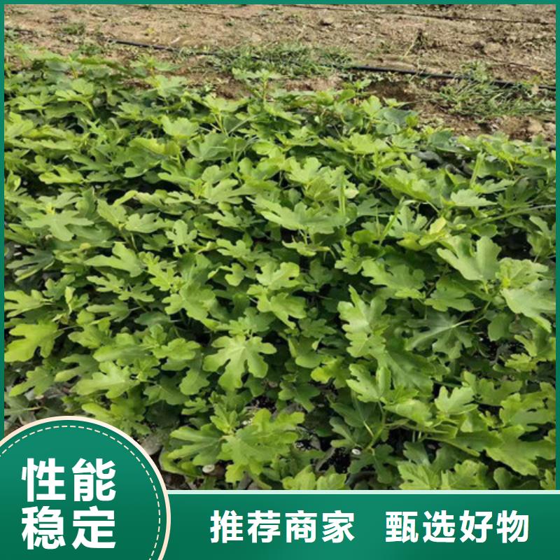 无花果大棚草莓苗工艺层层把关