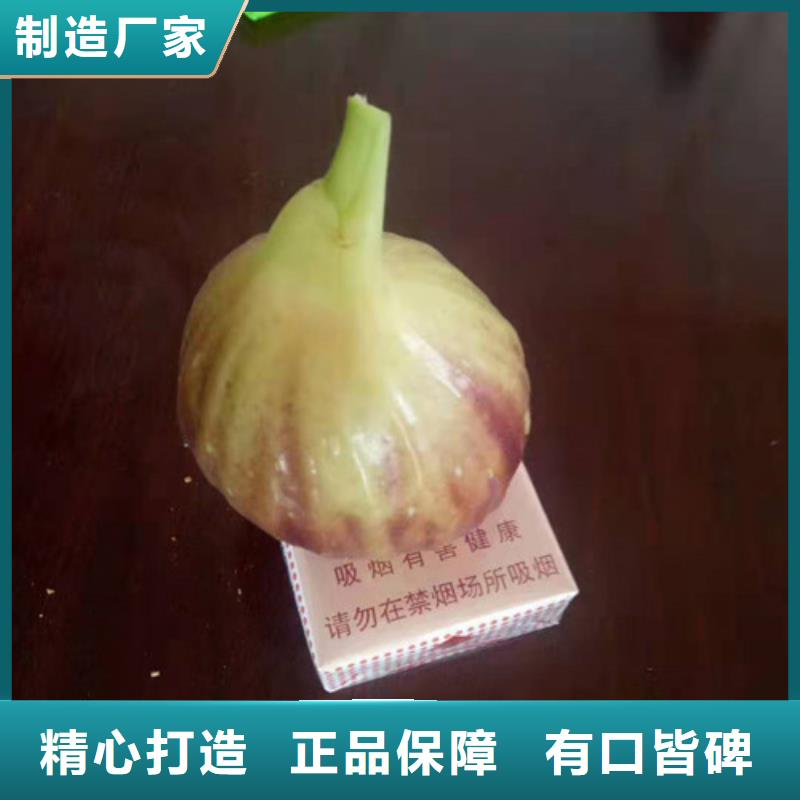 无花果樱桃树苗厂家实力雄厚