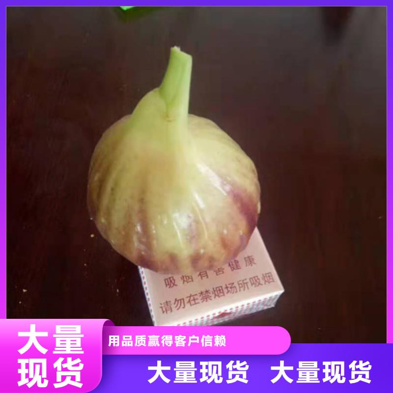 无花果蟠桃苗多种规格可选