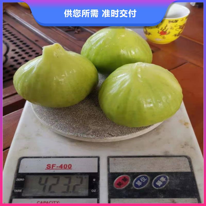 无花果梨树苗匠心工艺