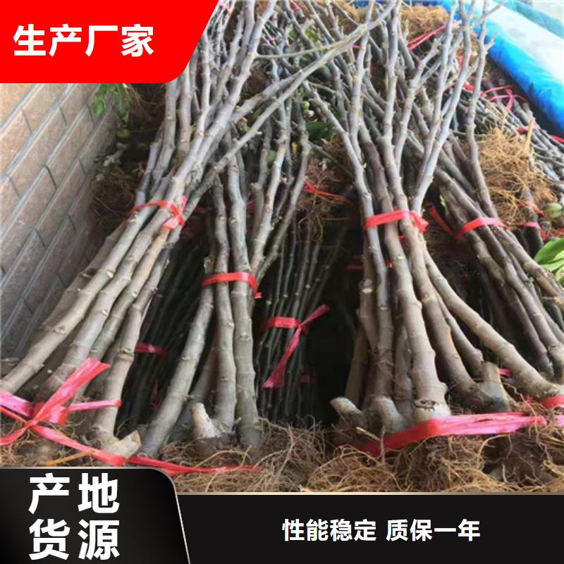 无花果梨树苗大库存无缺货危机