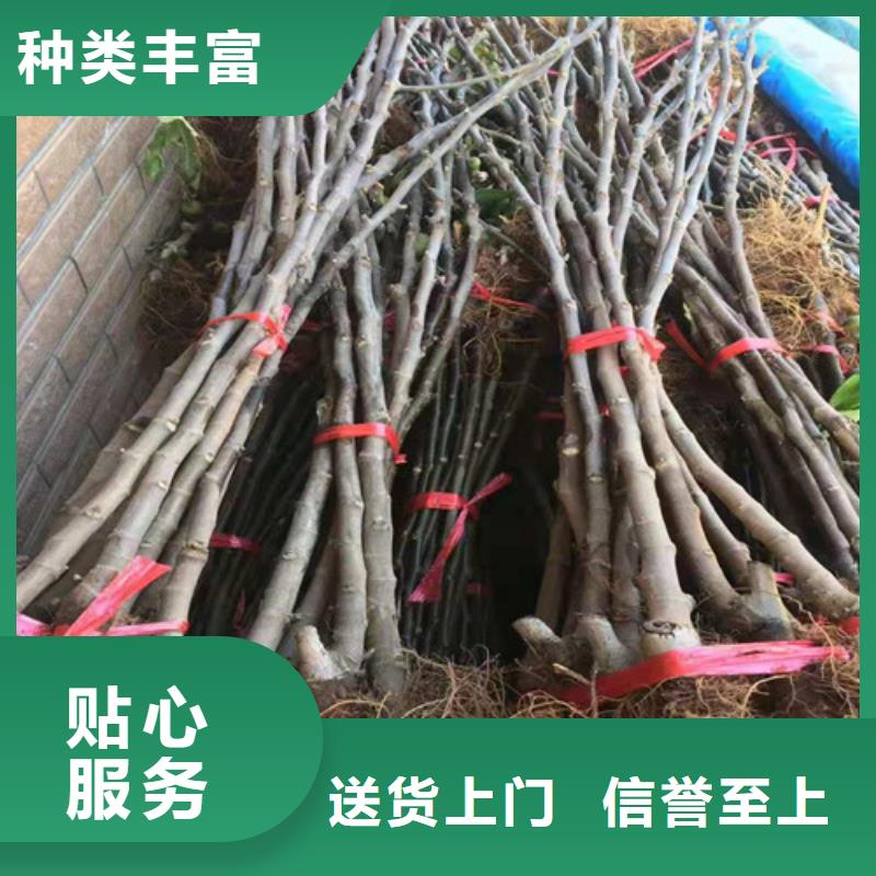 无花果,红耔山楂苗用心做品质