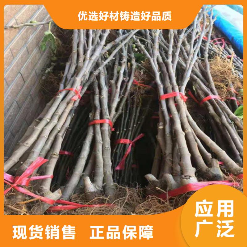 无花果,红耔山楂苗用心做品质