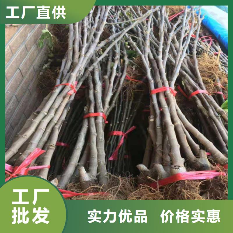 无花果嘎啦苹果苗专业完善售后