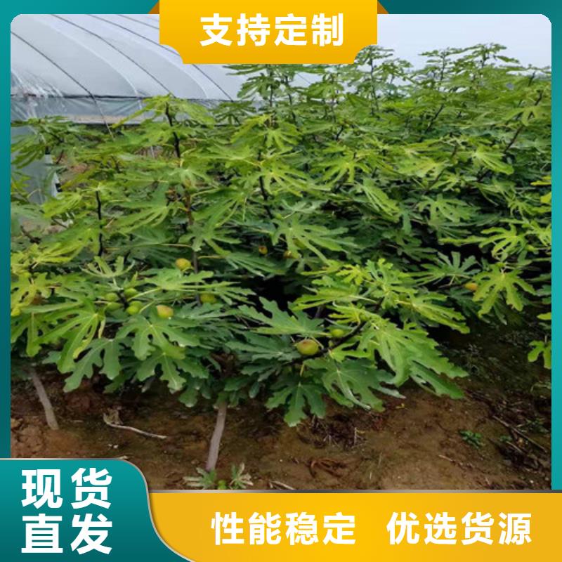 无花果草莓苗拥有核心技术优势