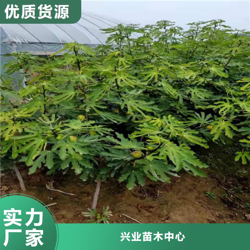 无花果蟠桃苗多种规格可选