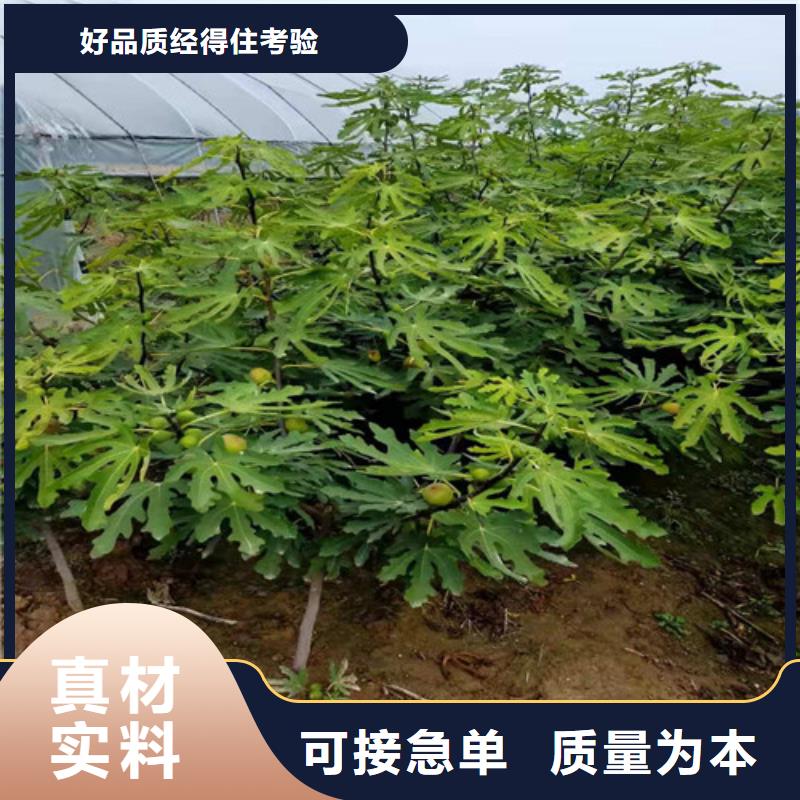 无花果樱桃树苗生产厂家