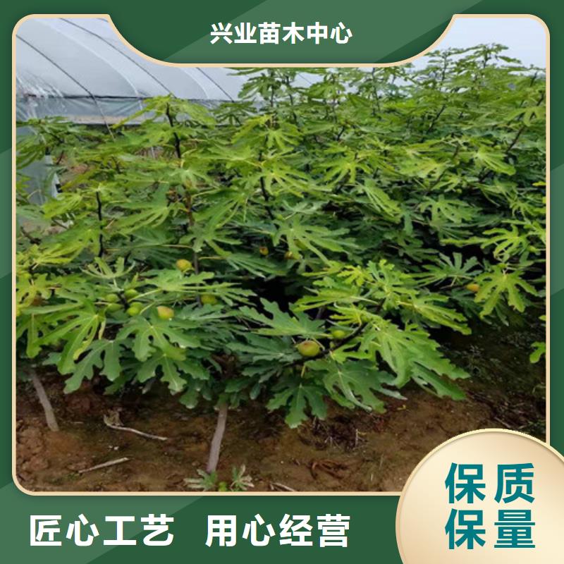 无花果玉露香梨苗品质服务