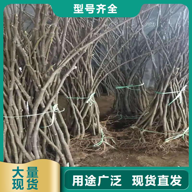 无花果【蓝莓苗】直销厂家