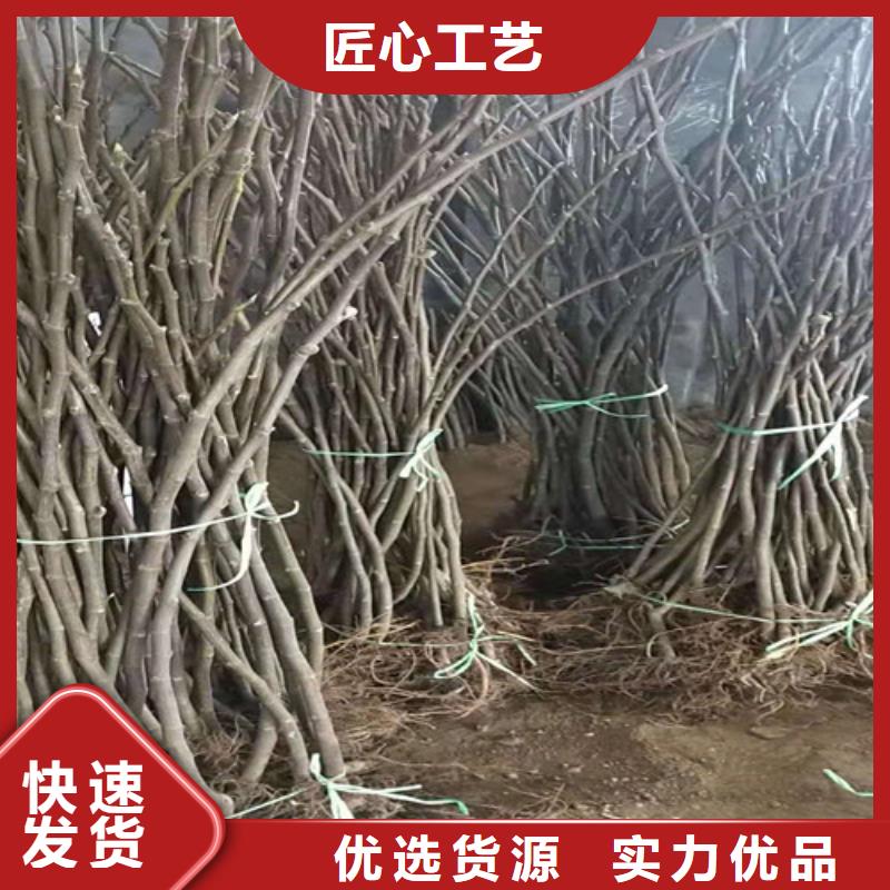 无花果大棚草莓苗大量现货