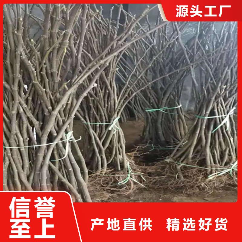 无花果鲁樱三号樱桃无中间商厂家直销