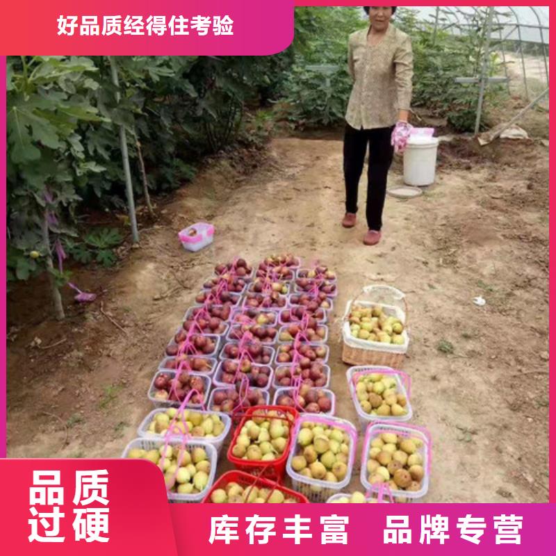 无花果草莓苗品质之选