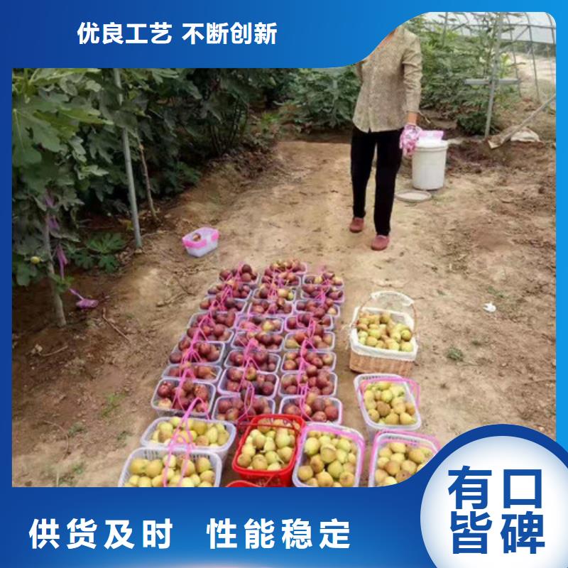 【无花果】-秋月梨苗拥有核心技术优势
