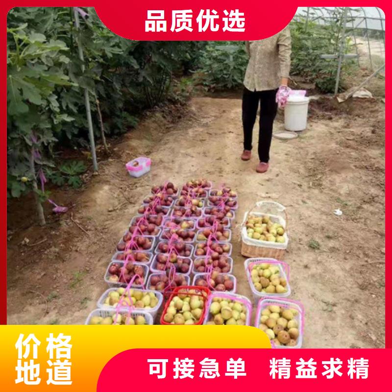 无花果,红耔山楂苗用心做品质