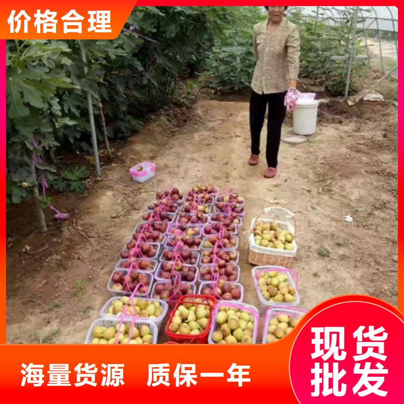 无花果【山楂树苗】厂家直销货源充足