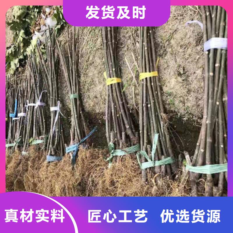 无花果苹果树苗您想要的我们都有