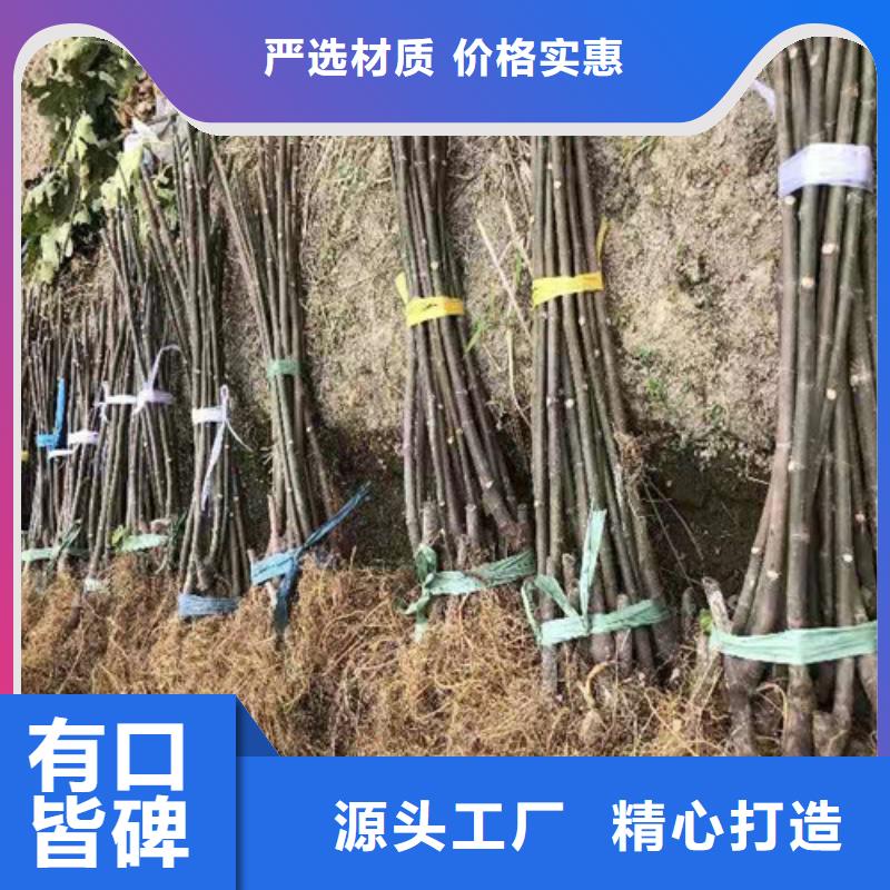 无花果大棚草莓苗精心选材