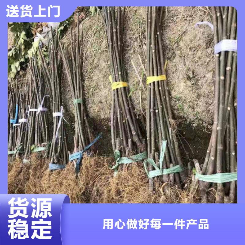 无花果草莓苗拥有核心技术优势