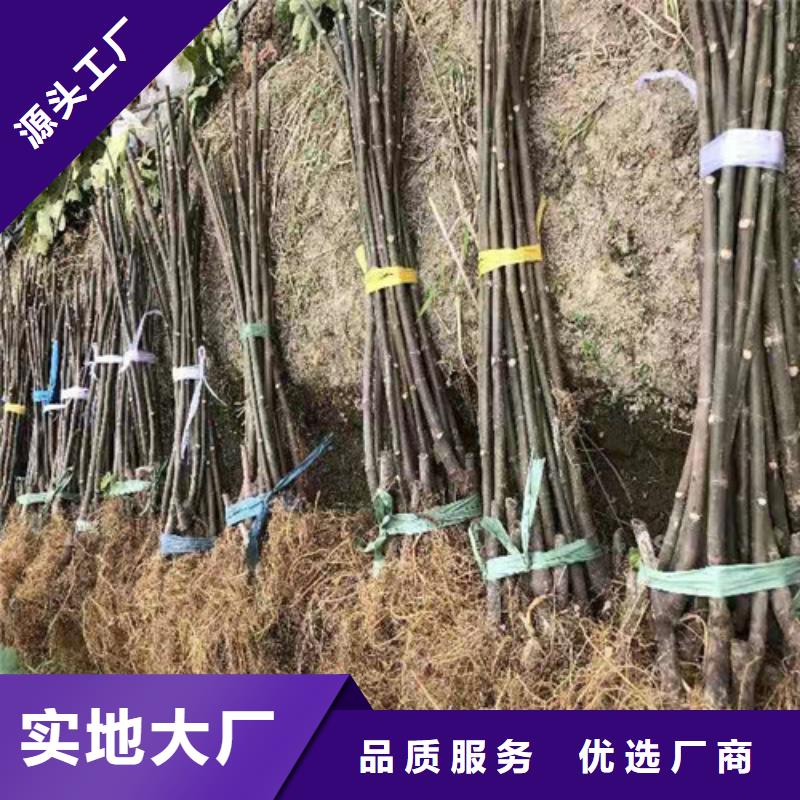 无花果香椿树苗厂家货源