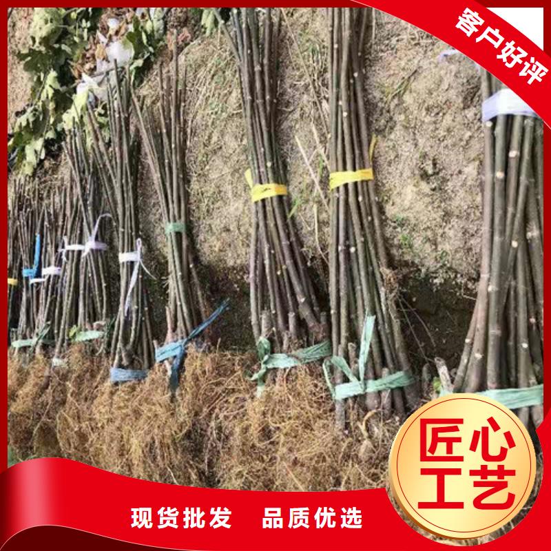 无花果烟福8苹果苗加工定制