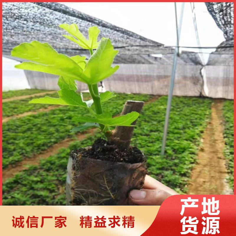 无花果梨树苗物美价优