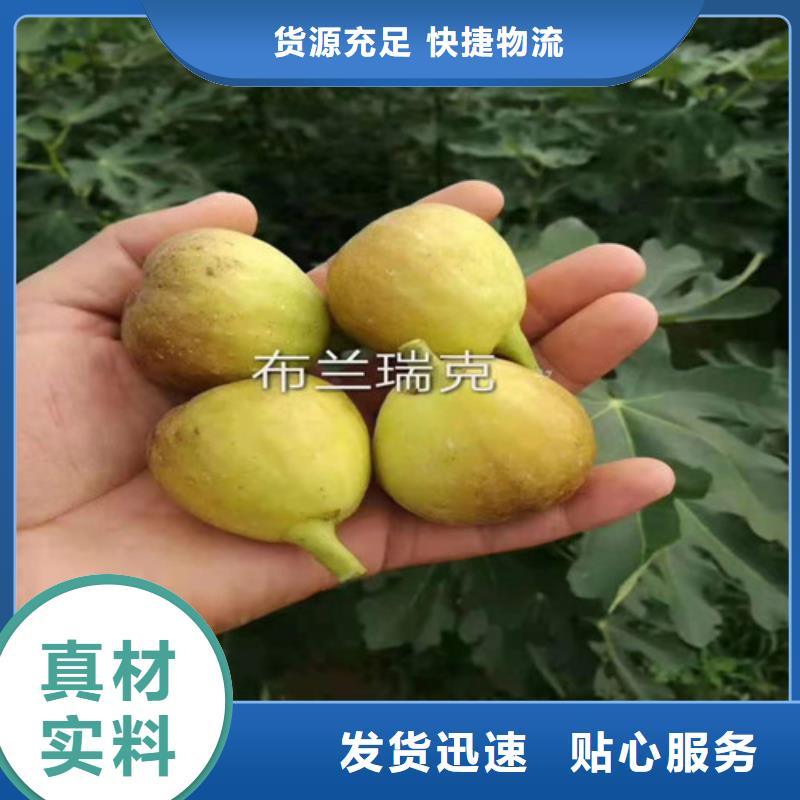 无花果板栗树精选优质材料