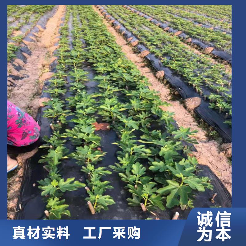 无花果蟠桃苗应用广泛