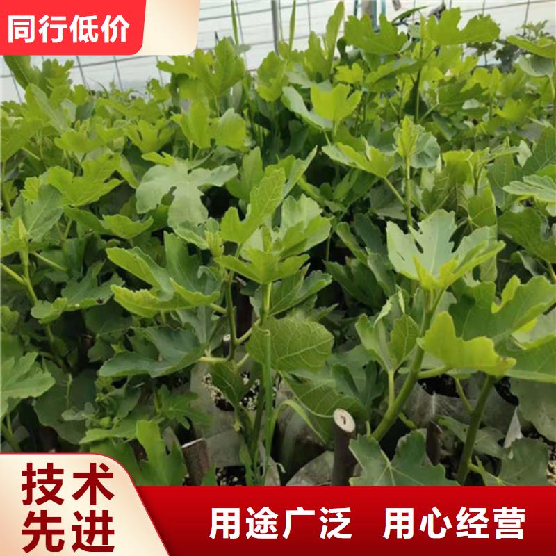 无花果烟福8苹果苗加工定制