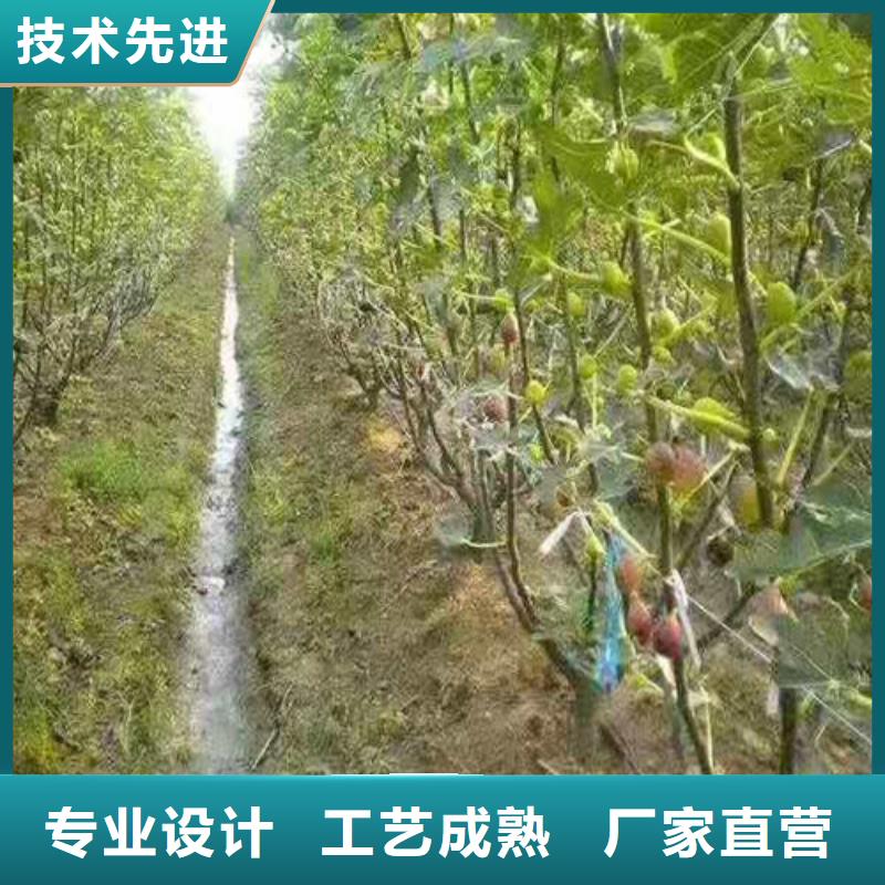 无花果烟福8苹果苗加工定制