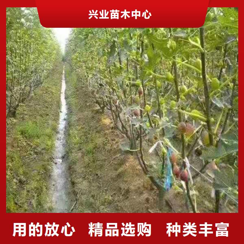 无花果梨树苗大库存无缺货危机