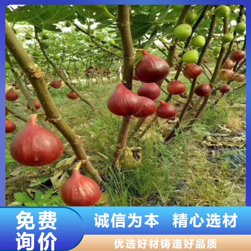 无花果板栗树精选优质材料