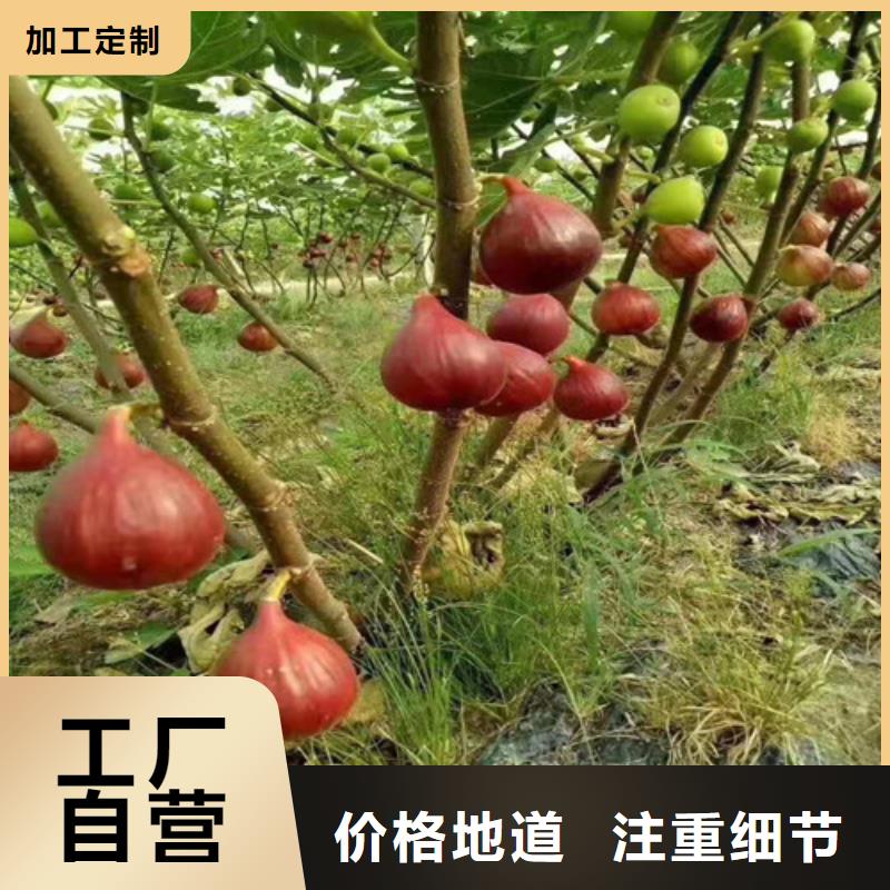 无花果樱桃树苗生产厂家