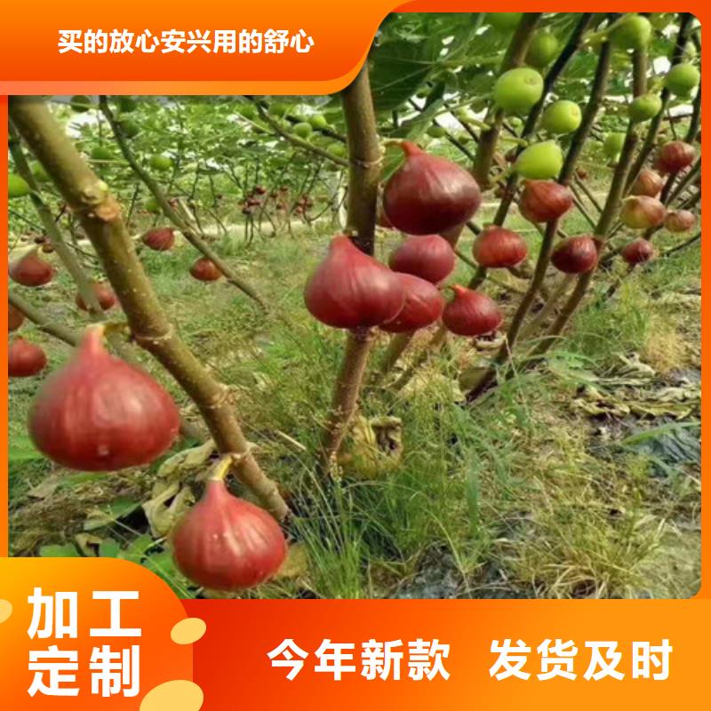 无花果鲁樱三号樱桃无中间商厂家直销