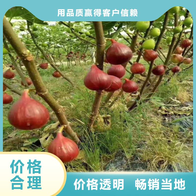 无花果梨树苗匠心工艺