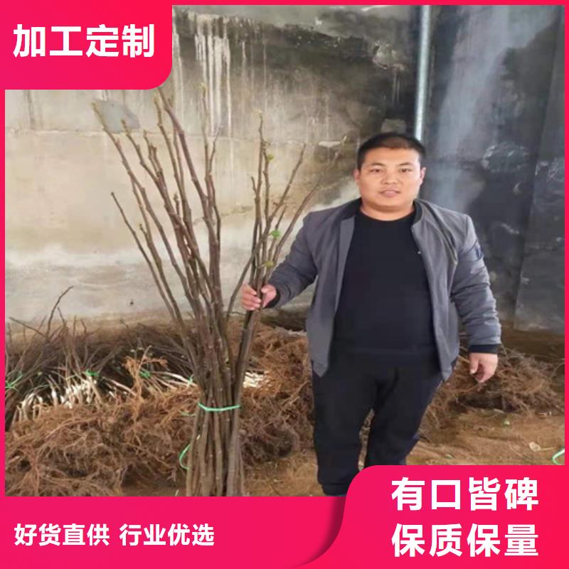 无花果,枣树苗质量三包