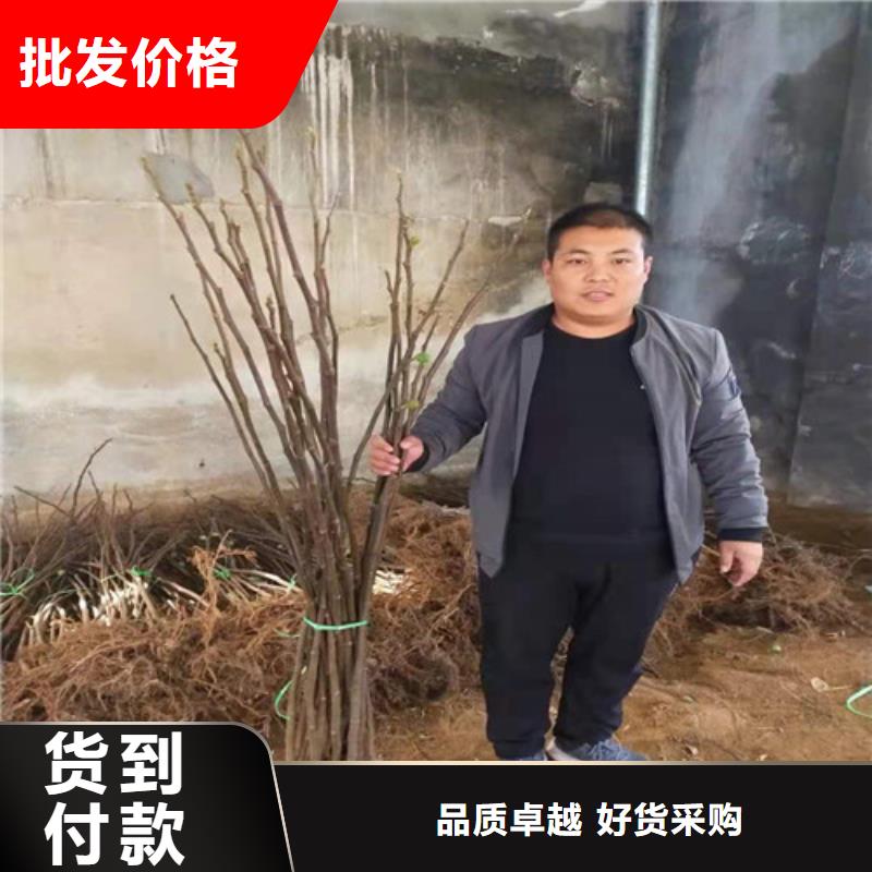 无花果西瓜苗让客户买的放心