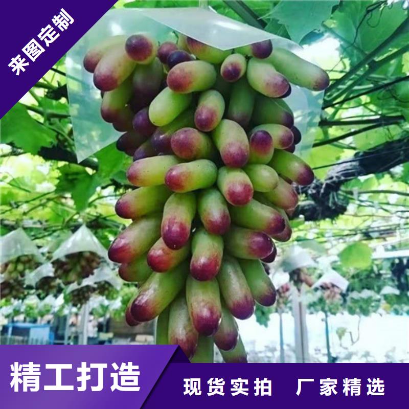 葡萄葡萄苗专业生产品质保证