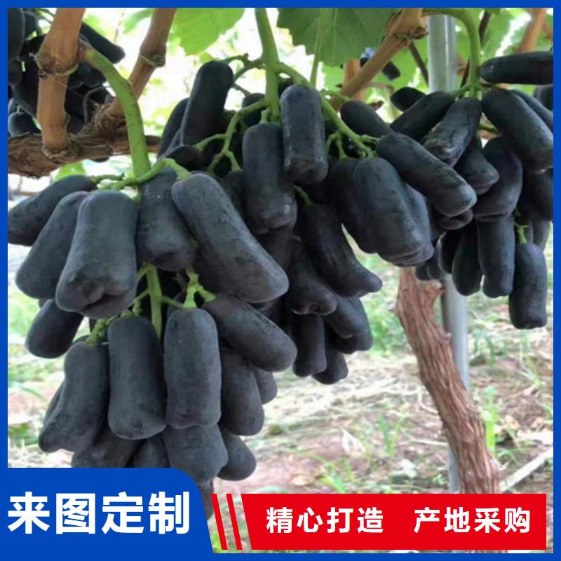 【葡萄】苹果苗粘木质量好