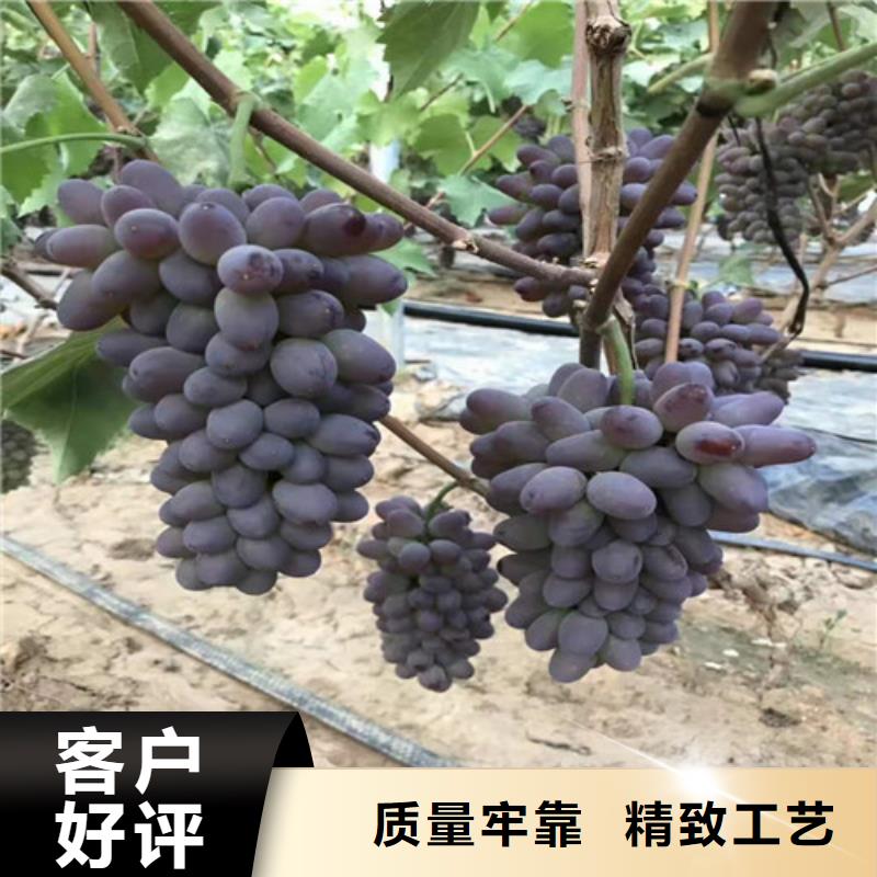 【葡萄,大棚草莓苗品牌企业】