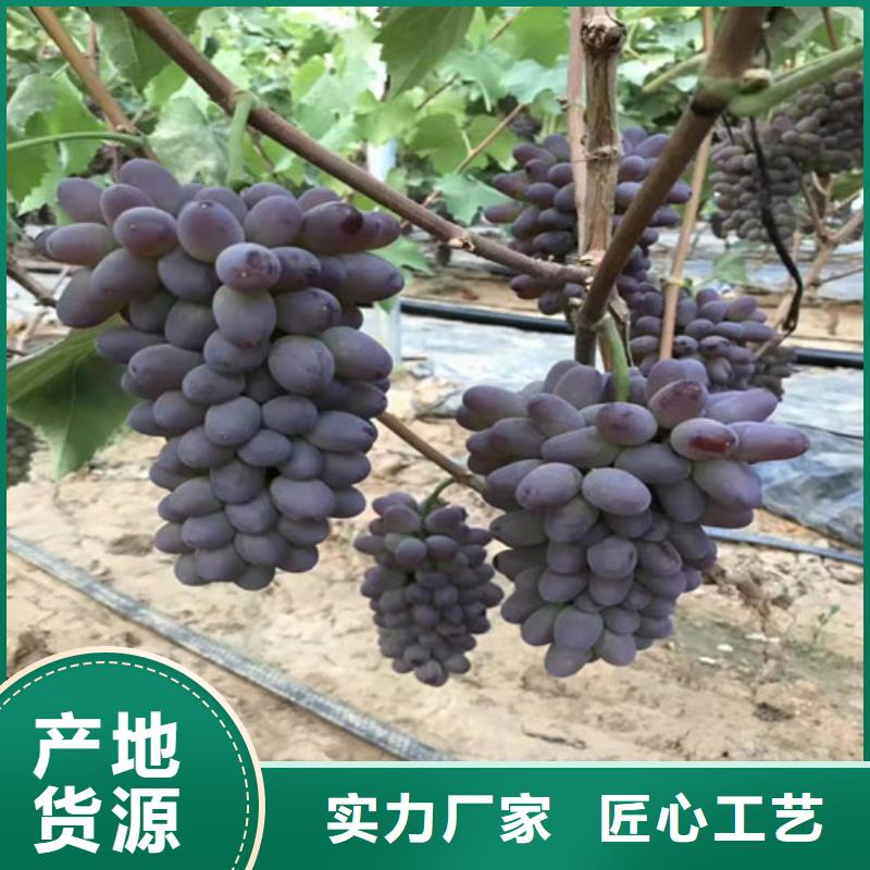 葡萄酥脆一号源头厂家量大价优